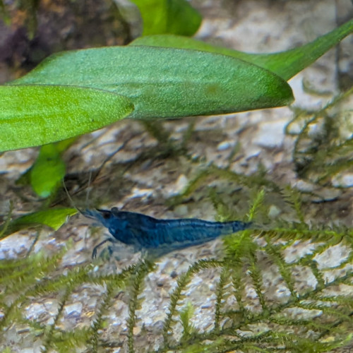 Crevettes blue velvet