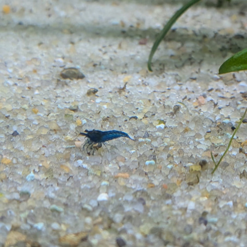 Crevettes blue velvet