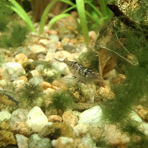 Crevette malawa / mini japonica