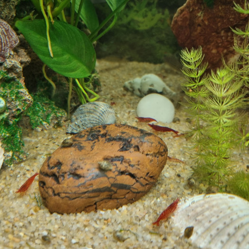 Crevette neocaridina