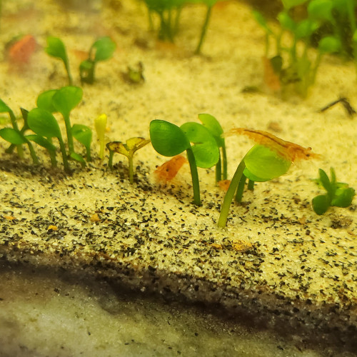 Crevettes Neocaridina Red Cherry Déclassé