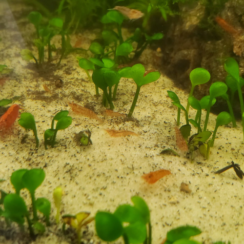 Crevettes Neocaridina Red Cherry Déclassé