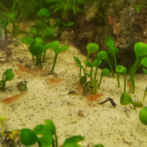 Crevettes Neocaridina Red Cherry Déclassé