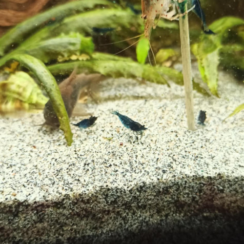 Crevettes Neocaridinas Davidi Blue Velvel / Blue Dream