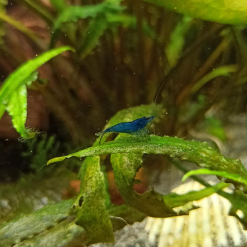 Crevettes Neocaridinas Davidi Blue Velvel / Blue Dream