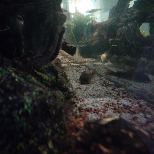 DON POISSONS
