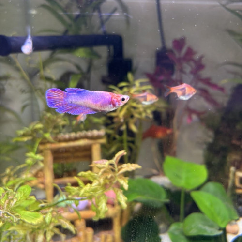 Betta femelle