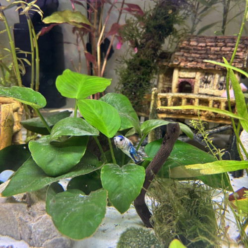 Betta femelle
