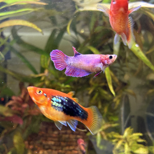 Betta femelle