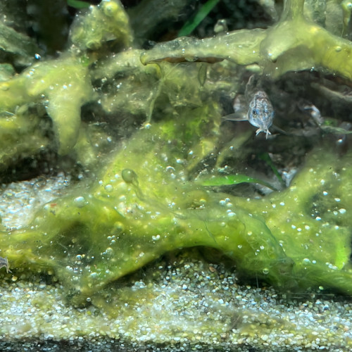 4 corydoras paleatus