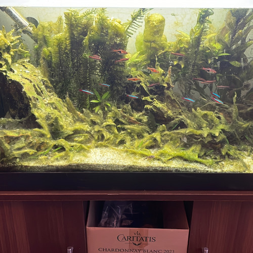 4 corydoras paleatus
