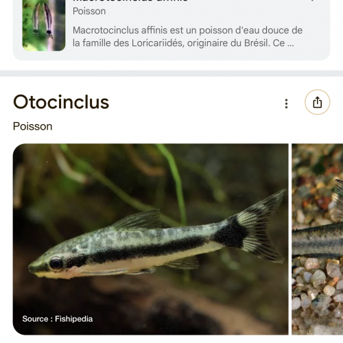 Otocinclus - rasbora