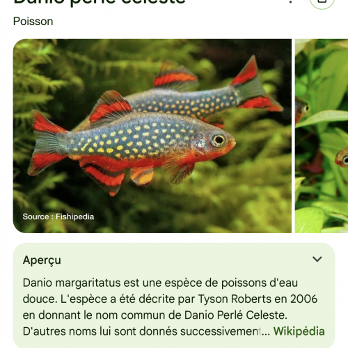 Otocinclus - rasbora