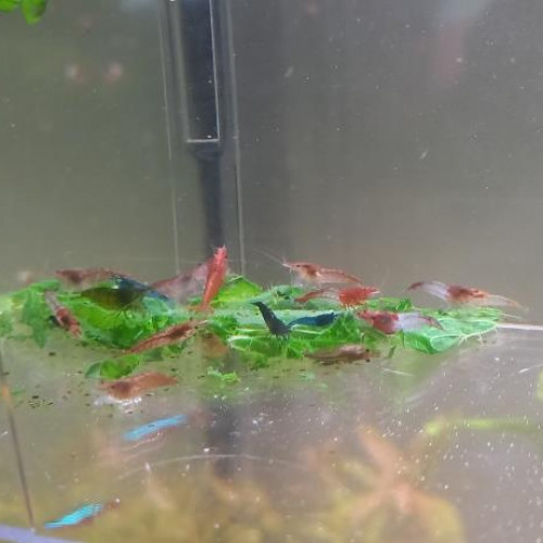 CREVETTE NEOCARIDINA DECLASSEE TOUT VENANT