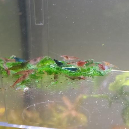 CREVETTE NEOCARIDINA DECLASSEE TOUT VENANT