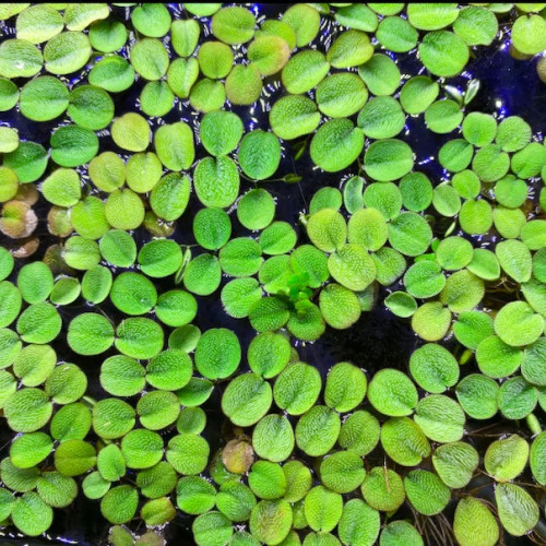 Salvinia minima