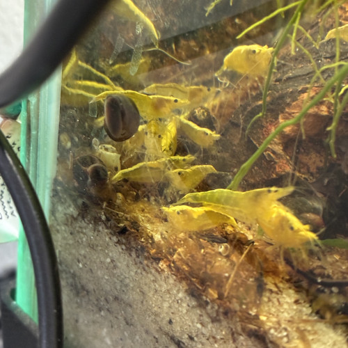 Crevette neocaridina Yellow neon