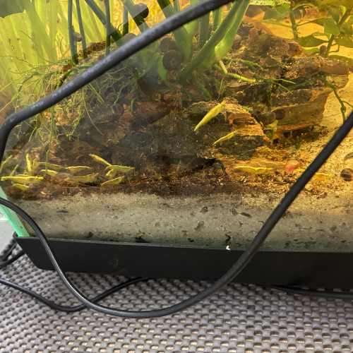 Crevette neocaridina Yellow neon