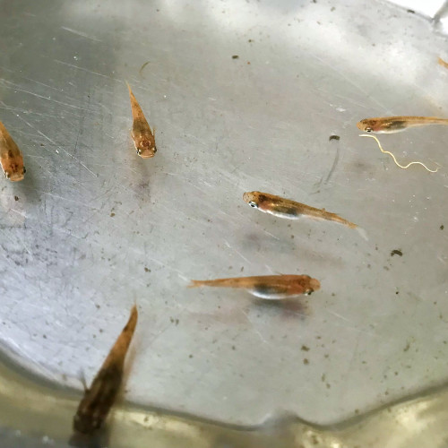Médakas - Oryzias Latipes -  oeufs