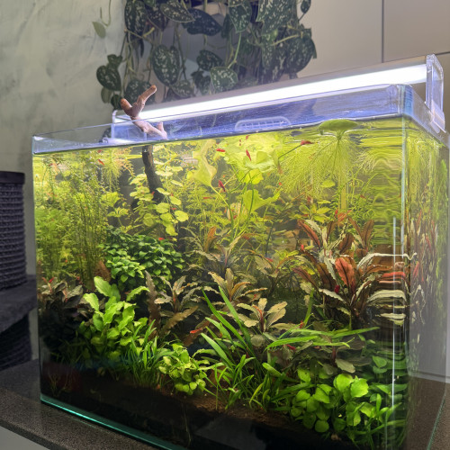 Vends Aquarium 29L (40cm L x 26cm l x 30cm H) en l’état (avec crevettes Bloody Mary)