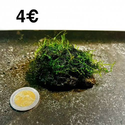 Roche pour aquarium avec Mousse de Java
