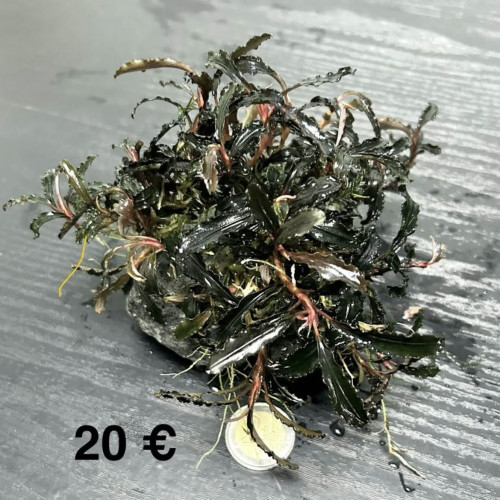 Clumps de Bucephalandra Kedagang