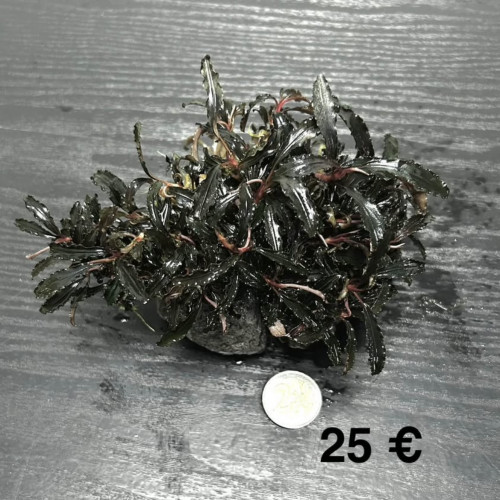 Clumps de Bucephalandra Kedagang