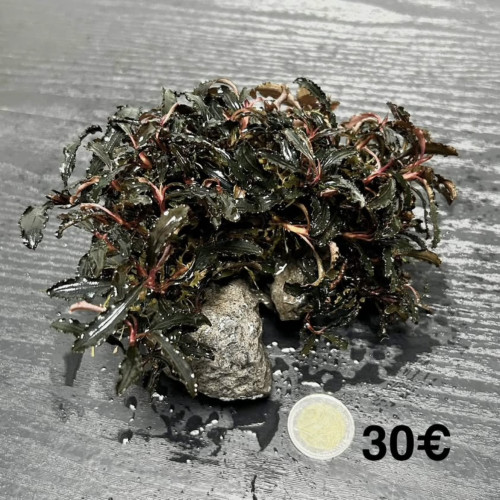 Clumps de Bucephalandra Kedagang