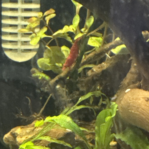 Nano dennerle 30 l