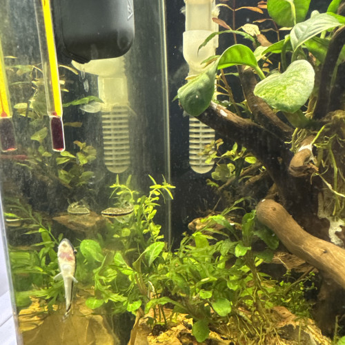 Nano dennerle 30 l