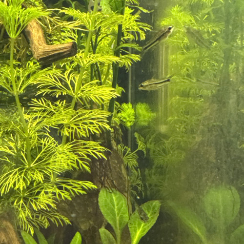 Nano dennerle 30 l