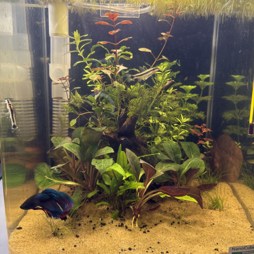 Aquarium complet et vivant 20 litres dennerle