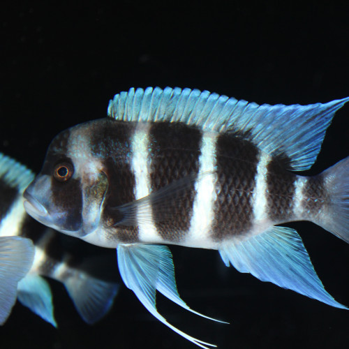 Lot de Frontosa moba blue