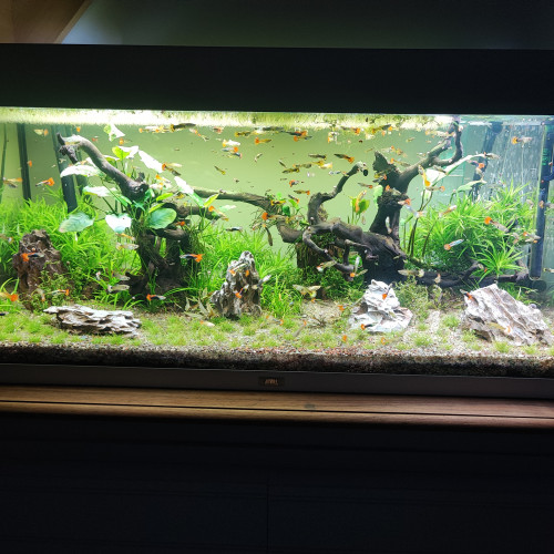 Donne guppys