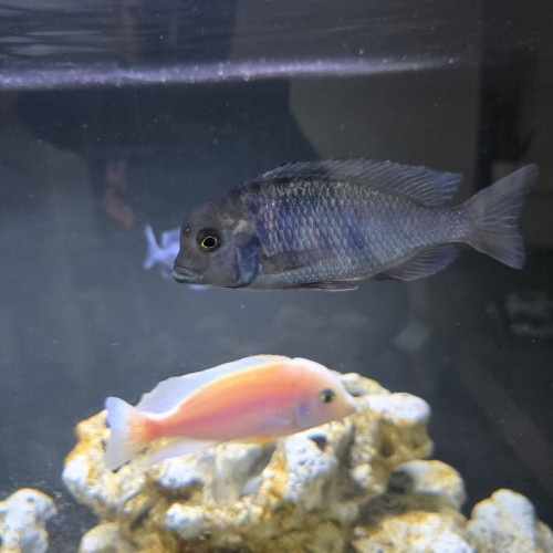 cichlides