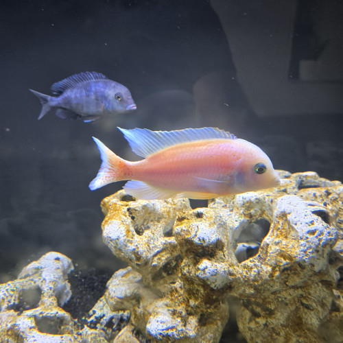 cichlides