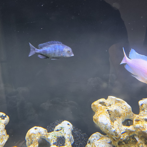 cichlides
