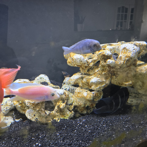 cichlides
