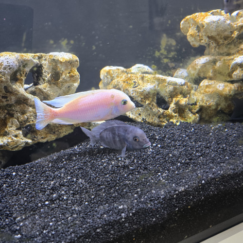 cichlides