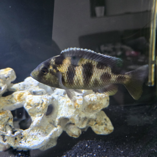 cichlides