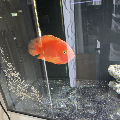 cichlides