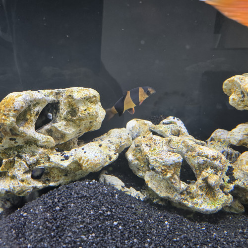 cichlides