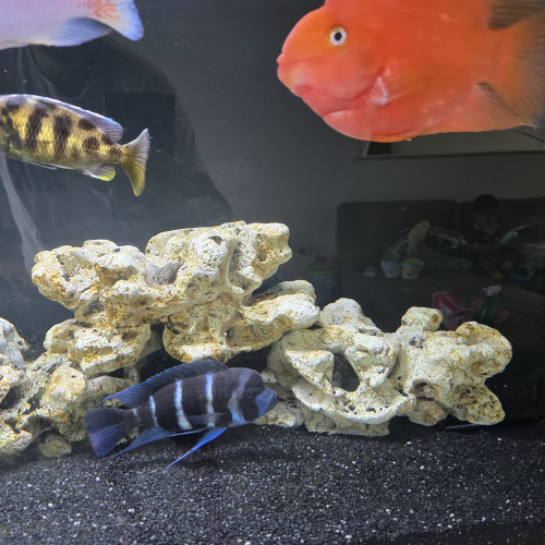 cichlides