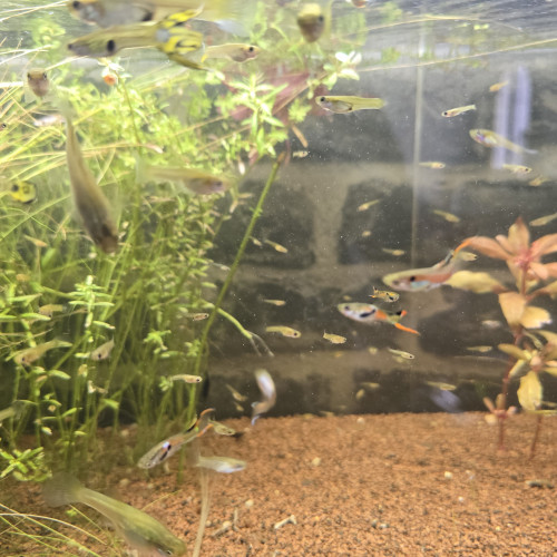 +100 guppy