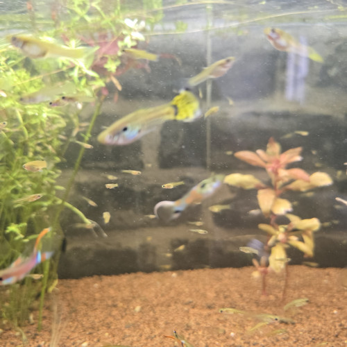 +100 guppy