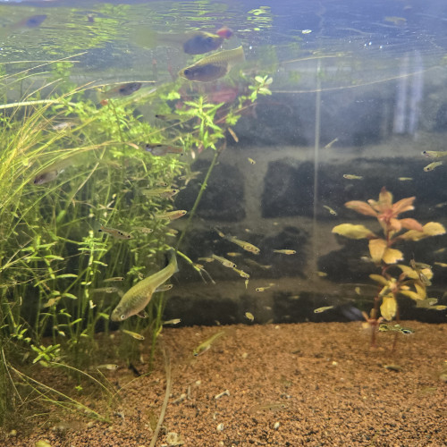 +100 guppy