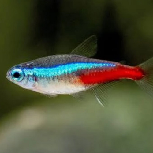 Je donne un néon bleu et un tétras xray