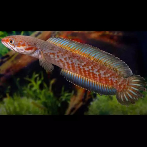 Channa Bleheri rainbow
