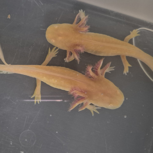 Jeunes axolotls