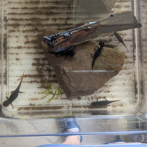 tylototriton verrucosus